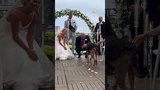 Groom tears up when bride brings his beloved dog to wedding after family couldn&#39;t make it #shorts