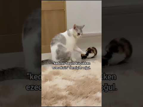 Limon Yiyince Yüzü Ekşiyen Komik Kedi