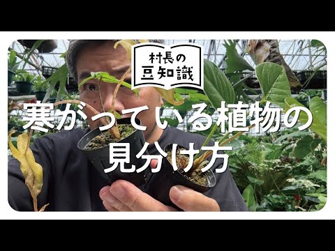 ロリクルス・ガルグルス
