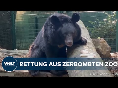 UNGEWÖHNLICHER FLÜCHLING: Ukrainischer Schwarzbär findet neues Zuhause! | WELT Gute Nachricht
