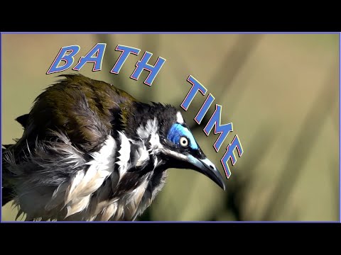 Medárik modrolíci (Entomyzon cyanotis) — správanie a biotop