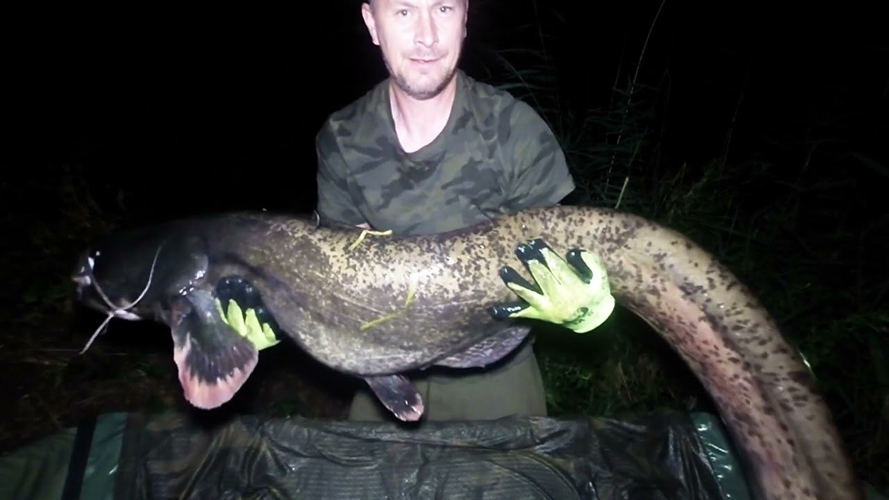 catfish 55lb - Raw Go Pro Footage