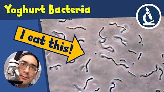 🔬 132 - How to observe BACTERIA from home-made YOGURT under the microscope | Amateur Microscopy