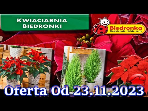 Biedronka | Kwiaciarnia Biedronki Nowa Oferta Od 23.11.2023 | Kwiatowe Inspiracje Biedronki