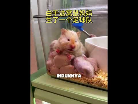 Induk Hamster Ini Kelelahan Setelah Melahirkan 18 Anaknya🐹