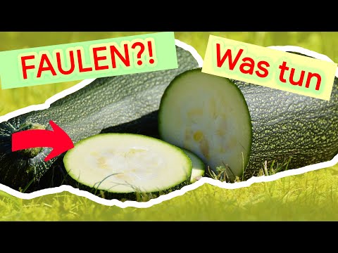 , title : '5 GRÜNDE UND DIE LÖSUNG | Zucchini Faulen An Der Spitze'