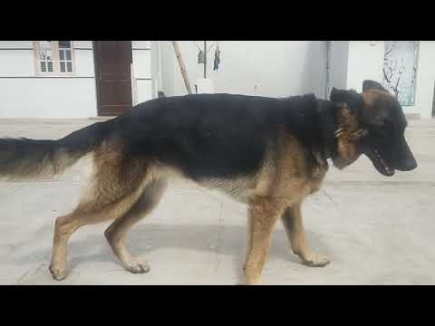 garman shepherd Dog for sale