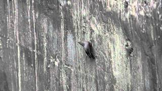 preview picture of video 'Wallcreeper'