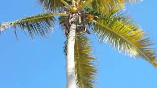 Coconut Tree - Nassau Bahamas