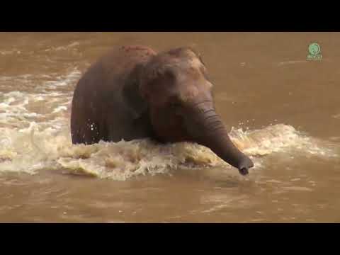 Baby Elephant WanMai makes a Trumpet Sound While Playing In The River with MaeMai and SriNuan