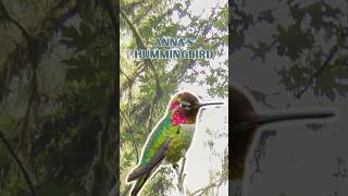 Download lagu Burung kolibri Anna - Suara Alam Murni! mp3