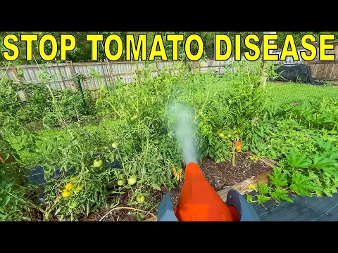 STOP TOMATO DISEASE With Hydrogen Peroxide For 16 Cents [100% NATURAL]