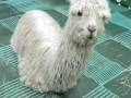 Alpacas á La Sesame Street