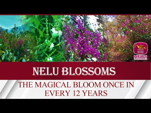 NELU BLOSSOMS - THE MAGICAL BLOOM ONCE IN EVERY 12 YEARS| Rupavahini News