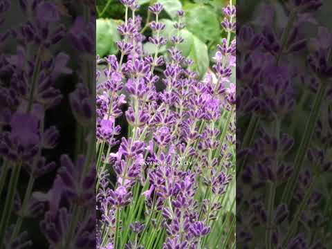 シーラベンダー、シーラベンダー 植物