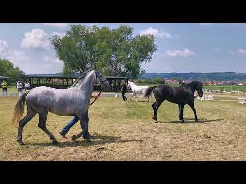 Nagrađena grla u Slavonskom Brodu