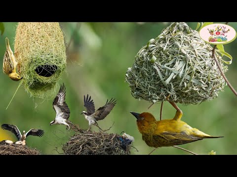 The Secret Life of Bird Nests | Kids Nature Video