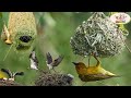 The Secret Life Of Bird Nests Kids Nature Video