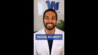 What Is a Mouse Allergy?