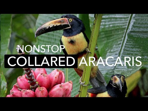 Three Action-packed Minutes Of Vibrant Collared Aracaris On The Panama Fruit Feeders | Cornell Lab