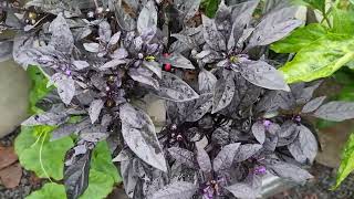 พริกดำ  Black pepper สุกแล้ว สีสวยน่ารักมาก
