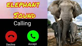 Download lagu Suara gajah // nada dering gajah // suara binatang // nada dering iPhone // nada dering SMS! mp3