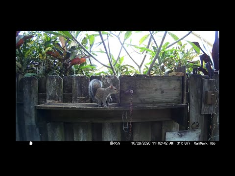 Squirrel vs Conibear Trap