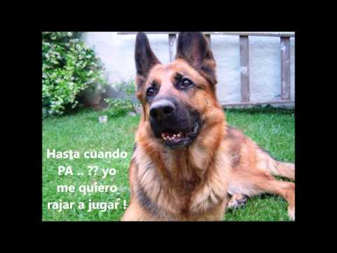 ELGA su pelicula rev 2