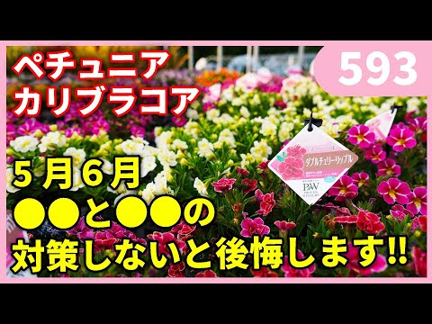 園芸 ハイブリッドカリブラコア