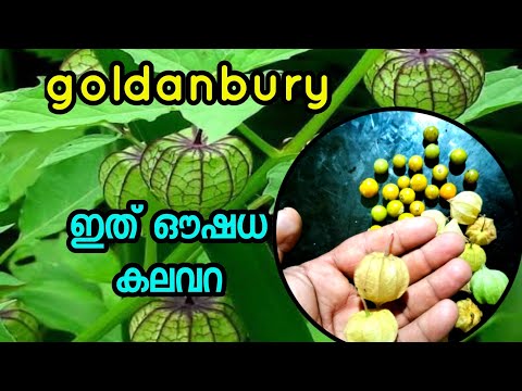 Golden Berry Harvesting Picking and Packing Amazing Agriculture Golden Berry FarmingTechnique