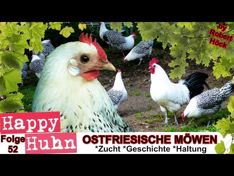 E52 Ostfriesische Möwen im Rasseportrait bei HAPPY HUHN - Silbermöwen Goldmöwen Hühner, Sprenkelhuhn