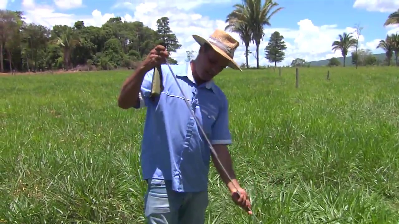 Manejo de pastagem em sistema silvipastoril - Orlando Oliveira (Embrapa Agrossilvipastoril)
