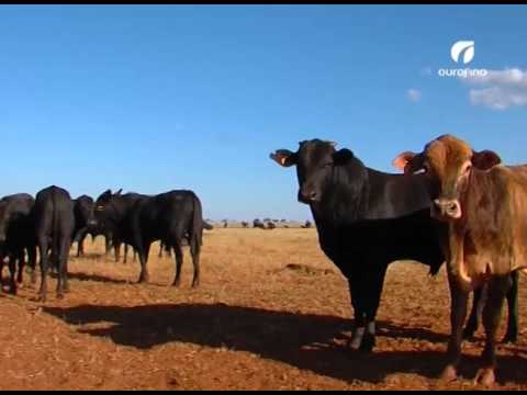 , title : 'Doenças infecciosas em bovinos - Ourofino Em Campo'