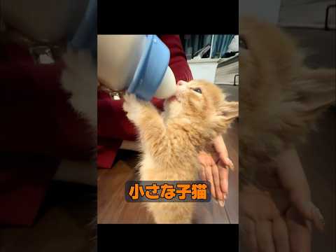 動物は本当に感情を持っているのでしょうか？ #animals #動物プロダクション #動物