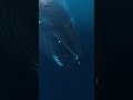 Huge humpback 🐋 gives divers 🤿 a 'too close for comfort' 😧 encounter off the coast of Norway 🛥
