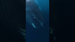 Huge humpback 🐋 gives divers 🤿 a &#39;too close for comfort&#39; 😧 encounter off the coast of Norway 🛥