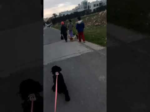 When Dogs are out #short #dogs
