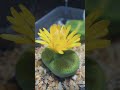 Lithops flower | #shorts #Shorts