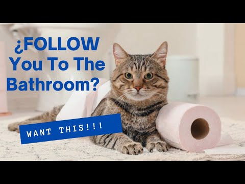 😽🐾¿Why Does YOUR CAT Follow You To THE BATHROOM?