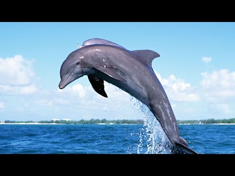 Học tiếng Việt - Động vật dưới nước (phần 1)