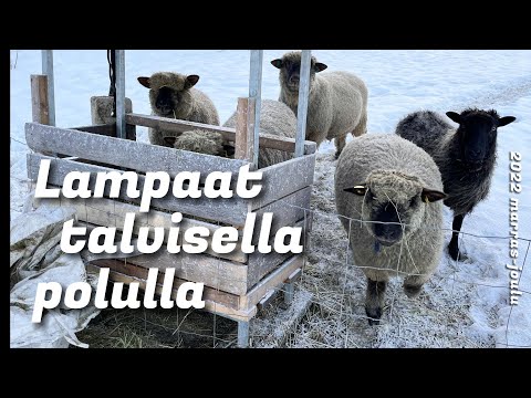 , title : 'Lampaat talvisella polulla 2022'