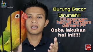Download lagu Burung gacor dirumah tapi dilapangan malah bingung??begini solusinya! mp3