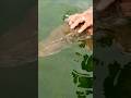 Video Thumbnail for Big pike #northernpike #shorts #fishing