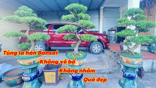 Bonsai Chinese juniper | Do not prune too old and beautiful