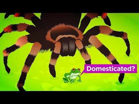 How Tarantulas Domesticated Frogs