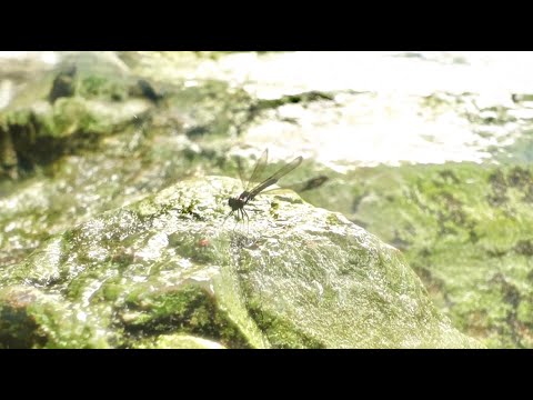 Secret Rose - จดจำไว้เลย ( Official Teaser 2 )