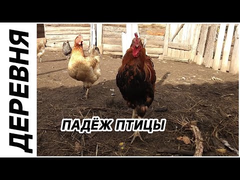 Новости хозяйства / Убрали свинью / Падеж птицы