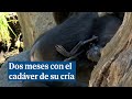 Una chimpancé del Bioparc de Valencia lleva en brazos el cadáver de su cría desde hace dos meses