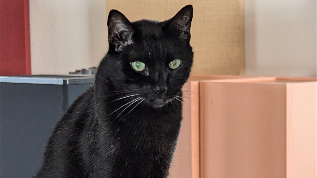 Followup to yesterday's video on winding down repair preservation group