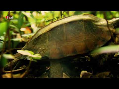 Arte Doku - Wildes Indochina 4/5 - Vietnam - Phoenix aus der Asche